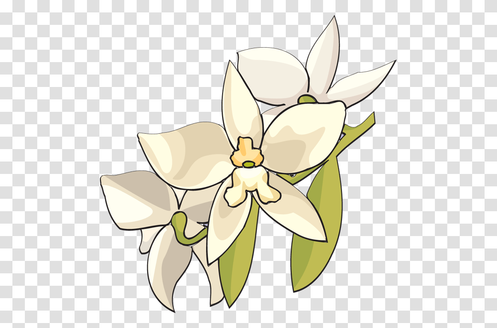 Orchid Cliparts, Plant, Flower, Blossom, Petal Transparent Png