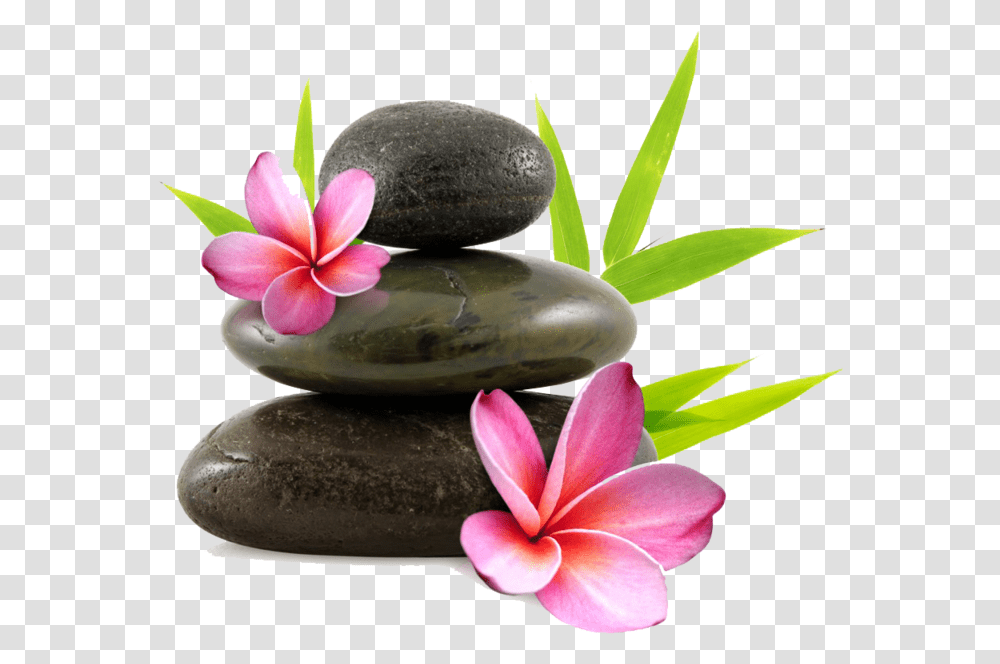 Orchid Complementary Therapies Of Palliative Care, Pebble, Flower, Plant, Blossom Transparent Png