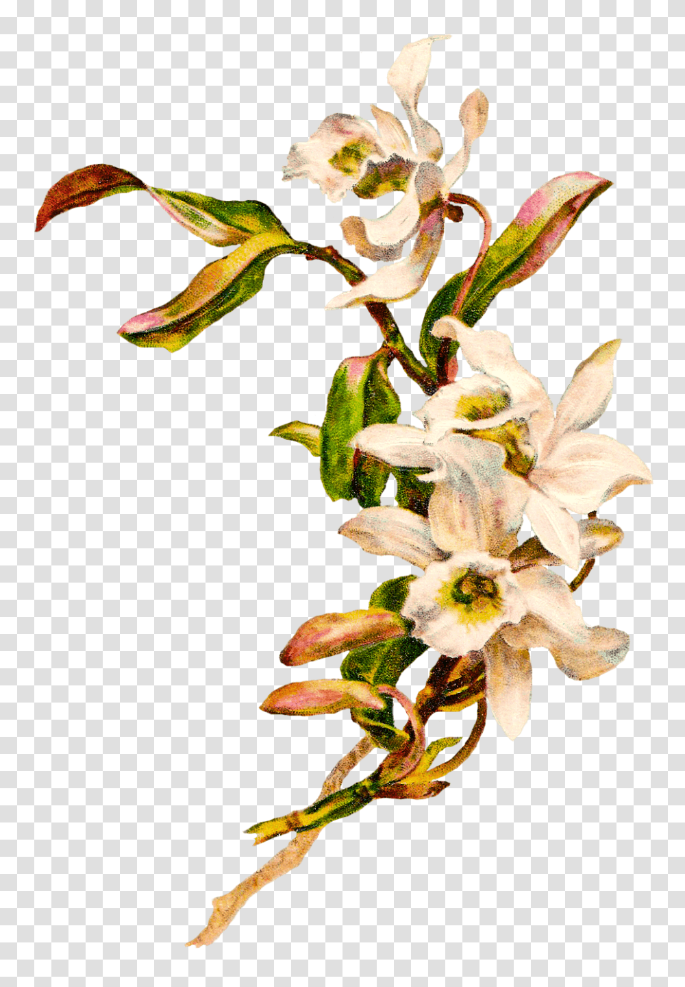 Orchid Cross Cliparts, Plant, Flower, Blossom, Acanthaceae Transparent Png