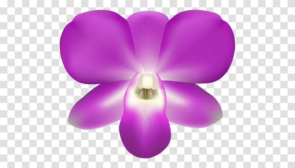 Orchid Decorative Clip Art, Plant, Lamp, Flower, Blossom Transparent Png