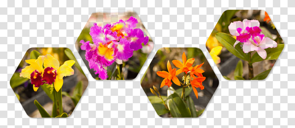 Orchid Divider, Plant, Flower, Blossom, Flower Arrangement Transparent Png