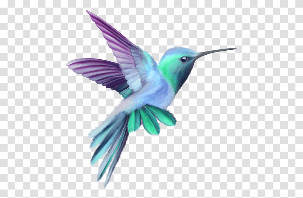 Orchid Drawing Hummingbird Pink And Purple Hummingbird, Animal, Bee Eater, Jay, Flying Transparent Png