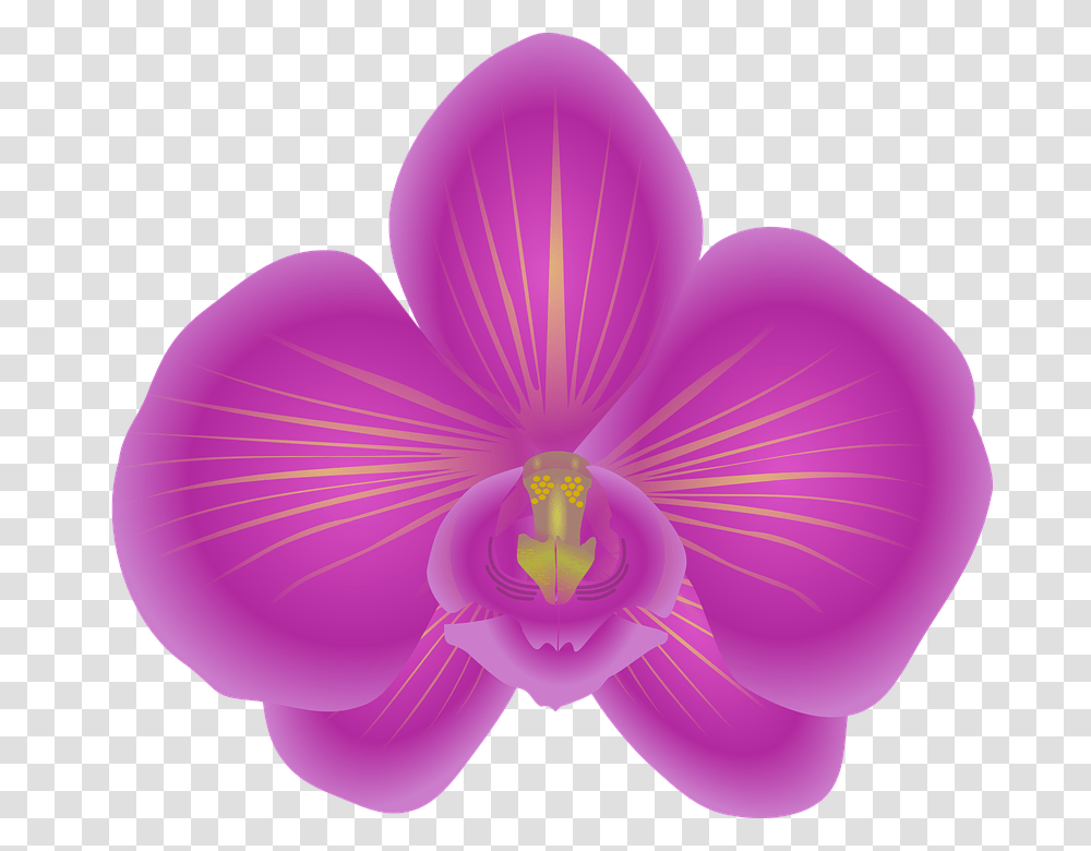 Orchid Flower Bloom Violet Orchid Clip Art, Plant, Blossom, Balloon, Purple Transparent Png