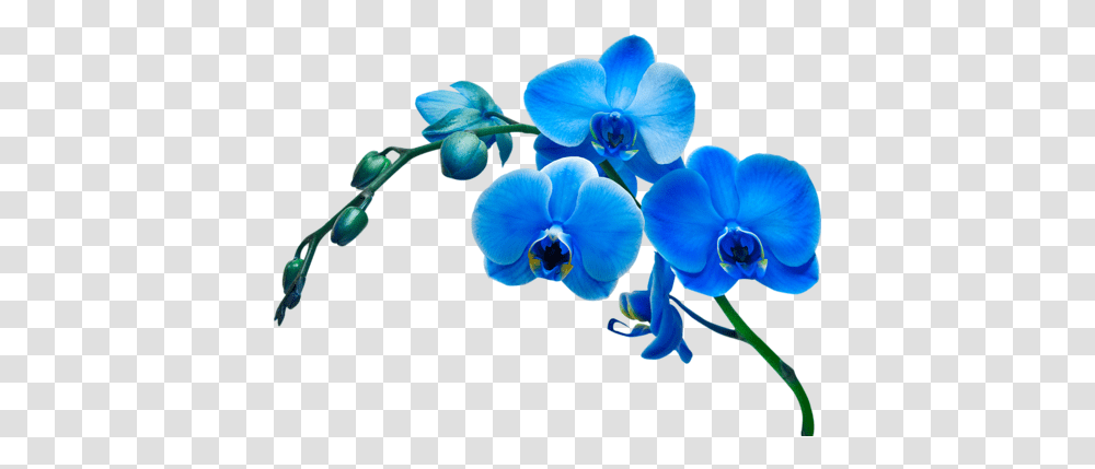 Orchid Flower Blue, Plant, Blossom Transparent Png