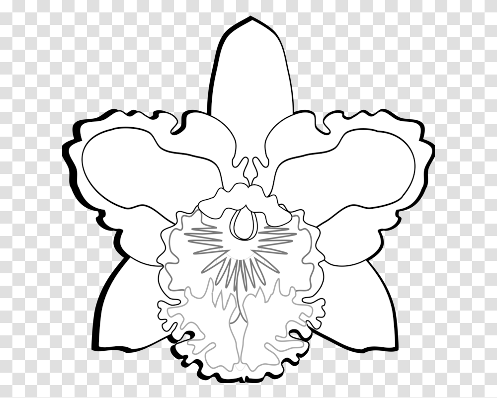 Orchid Flower Cattleya Orchids Flower Drawing, Plant, Blossom, Stencil, Hibiscus Transparent Png