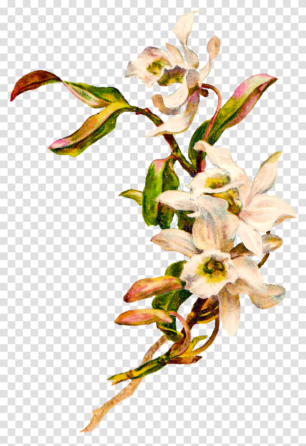 Orchid Flower Clip Art, Plant, Blossom, Acanthaceae, Flower Arrangement Transparent Png