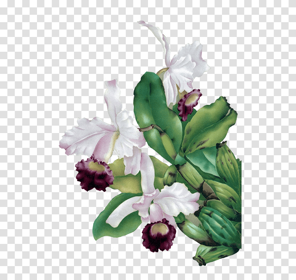 Orchid Flower Clipart Flowers Orchid Drawing, Plant, Blossom, Acanthaceae, Amaryllidaceae Transparent Png