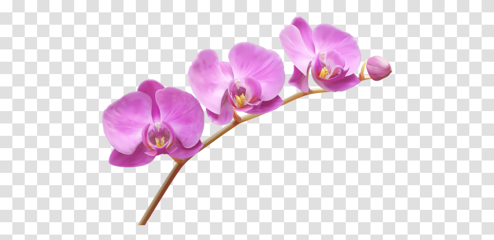Orchid Flower Clipart Free Download Orchids, Plant, Blossom Transparent Png