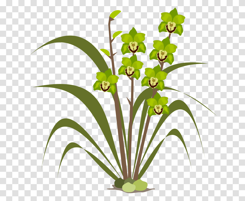 Orchid Flower Clipart, Plant, Blossom, Floral Design Transparent Png