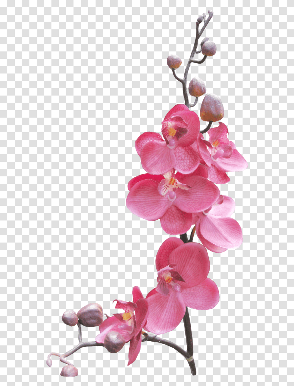 Orchid Flower Frame, Plant, Geranium, Blossom, Petal Transparent Png