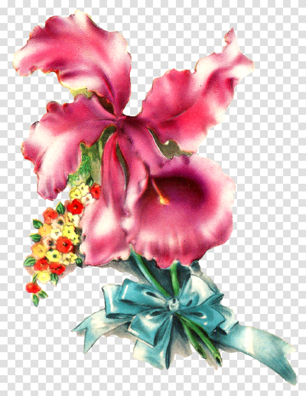 Orchid Flower Image Illustration Botanical Art Desert Rose, Plant, Blossom, Flower Arrangement, Gladiolus Transparent Png