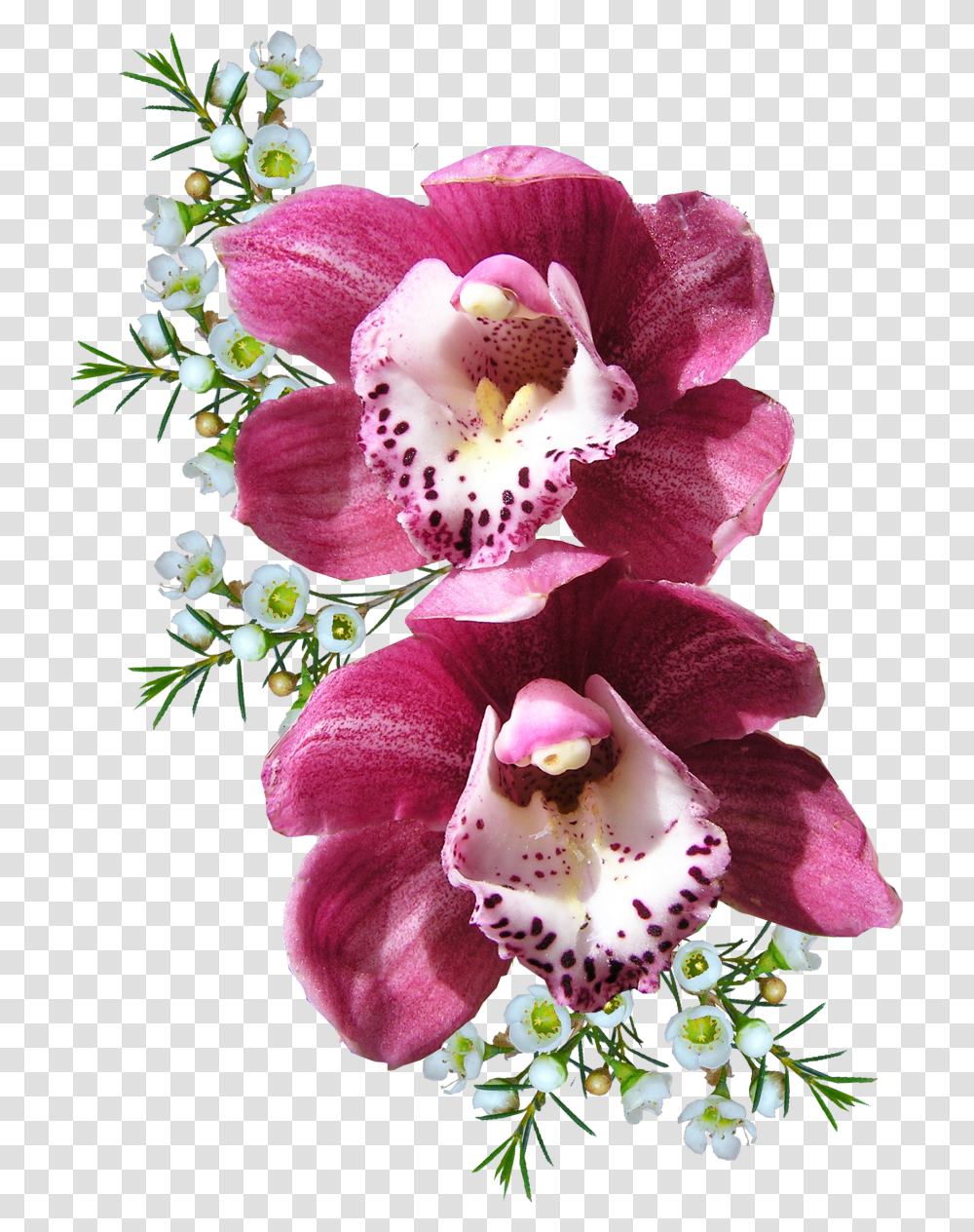 Orchid Flower Image Purepng Free Cc0 Background Flower Orchid, Plant, Blossom, Flower Arrangement, Rose Transparent Png