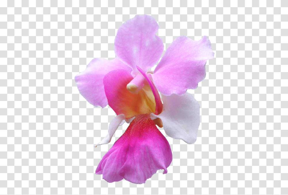 Orchid Flower National Singapore Flower Vanda Miss Joaquim, Plant, Blossom, Geranium, Rose Transparent Png