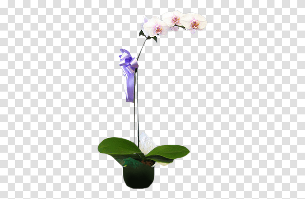 Orchid, Flower, Plant, Blossom, Petal Transparent Png