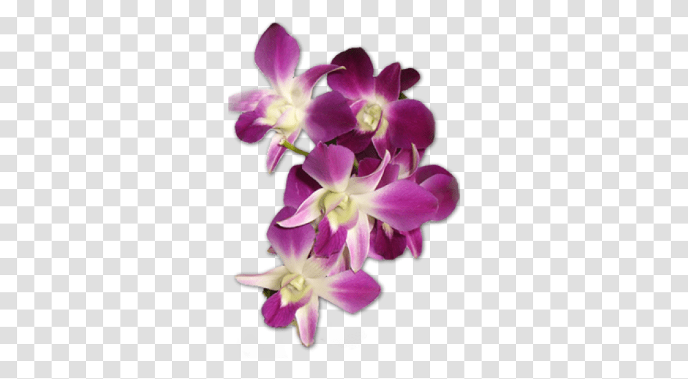 Orchid Flower, Plant, Blossom Transparent Png