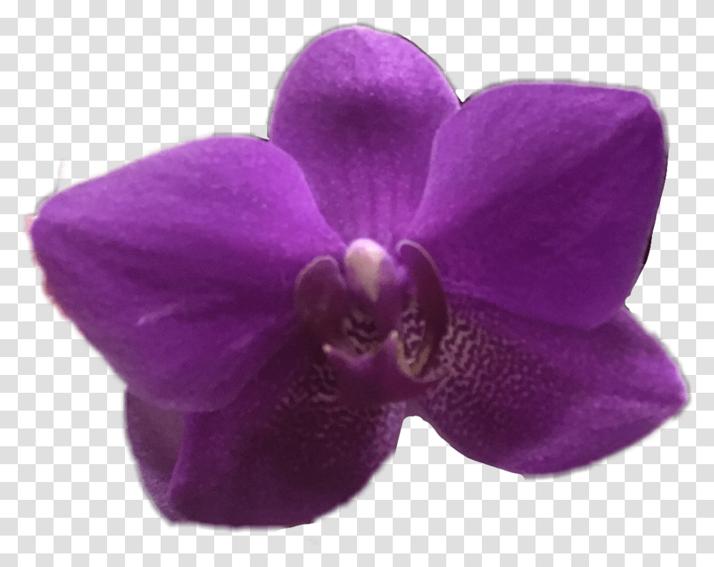 Orchid Flower Purple Ftestickers Spring April Orquid Purple, Plant, Blossom Transparent Png