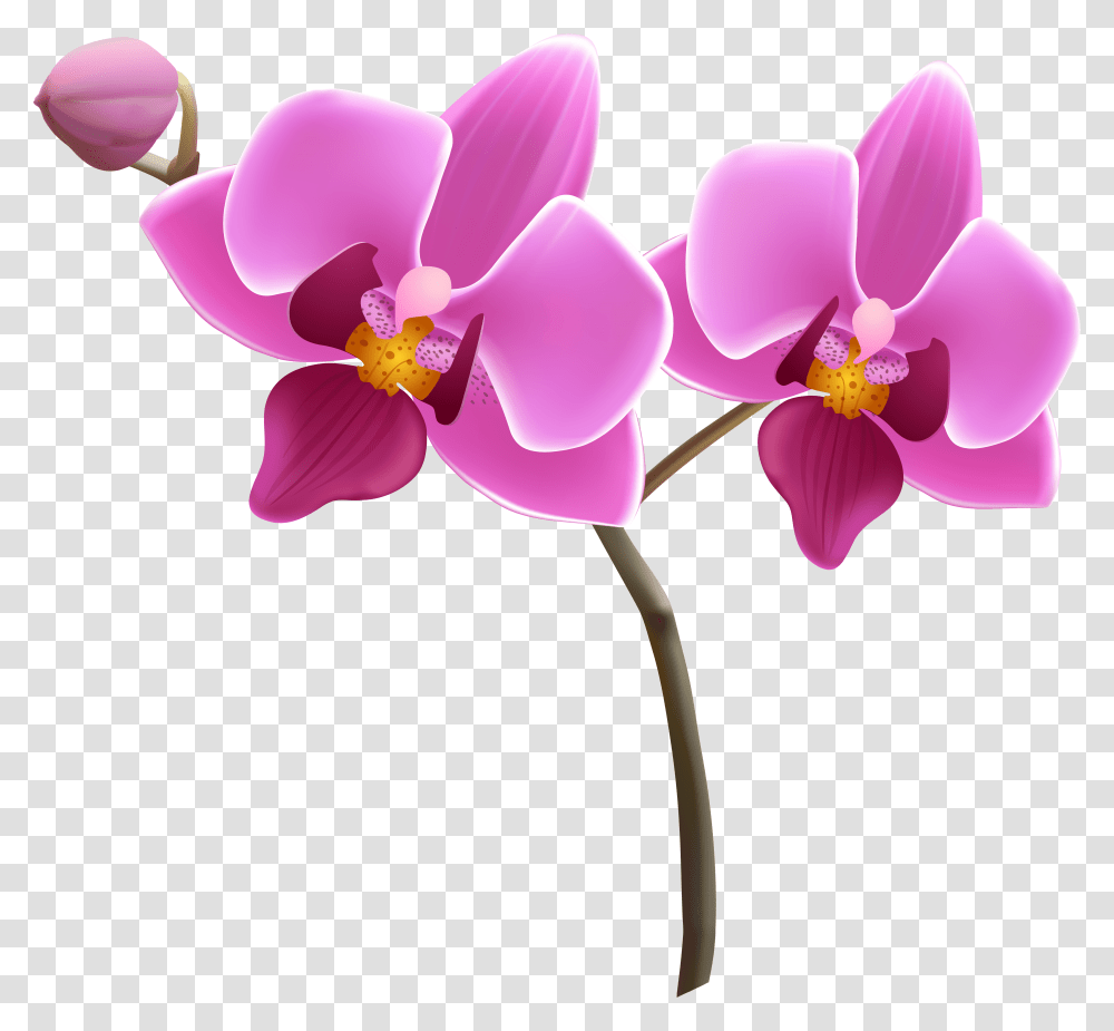 Orchid Flowers Background Clipart Background Orchid Clipart, Plant, Blossom Transparent Png