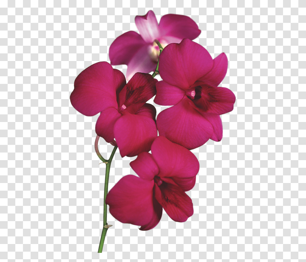 Orchid Flowers Clipart, Geranium, Plant, Blossom, Petal Transparent Png