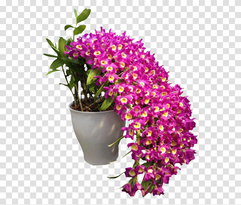 Orchid Flowers Garden, Plant, Blossom, Flower Arrangement, Flower Bouquet Transparent Png