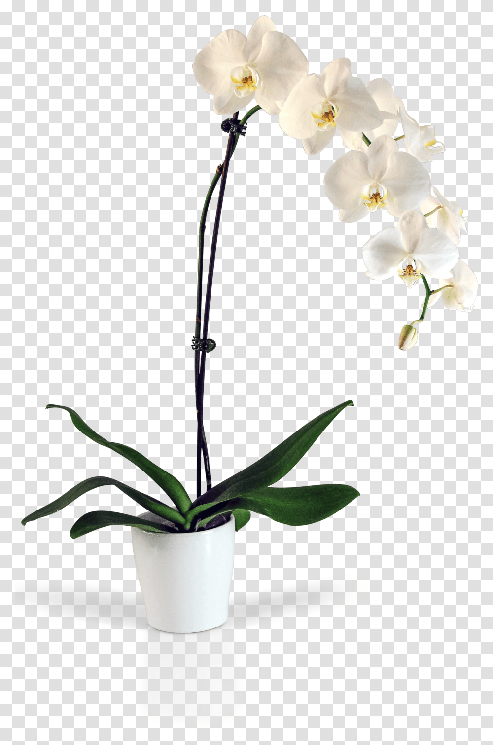 Orchid Flowers Orchid Pot, Plant, Blossom, Petal, Geranium Transparent Png