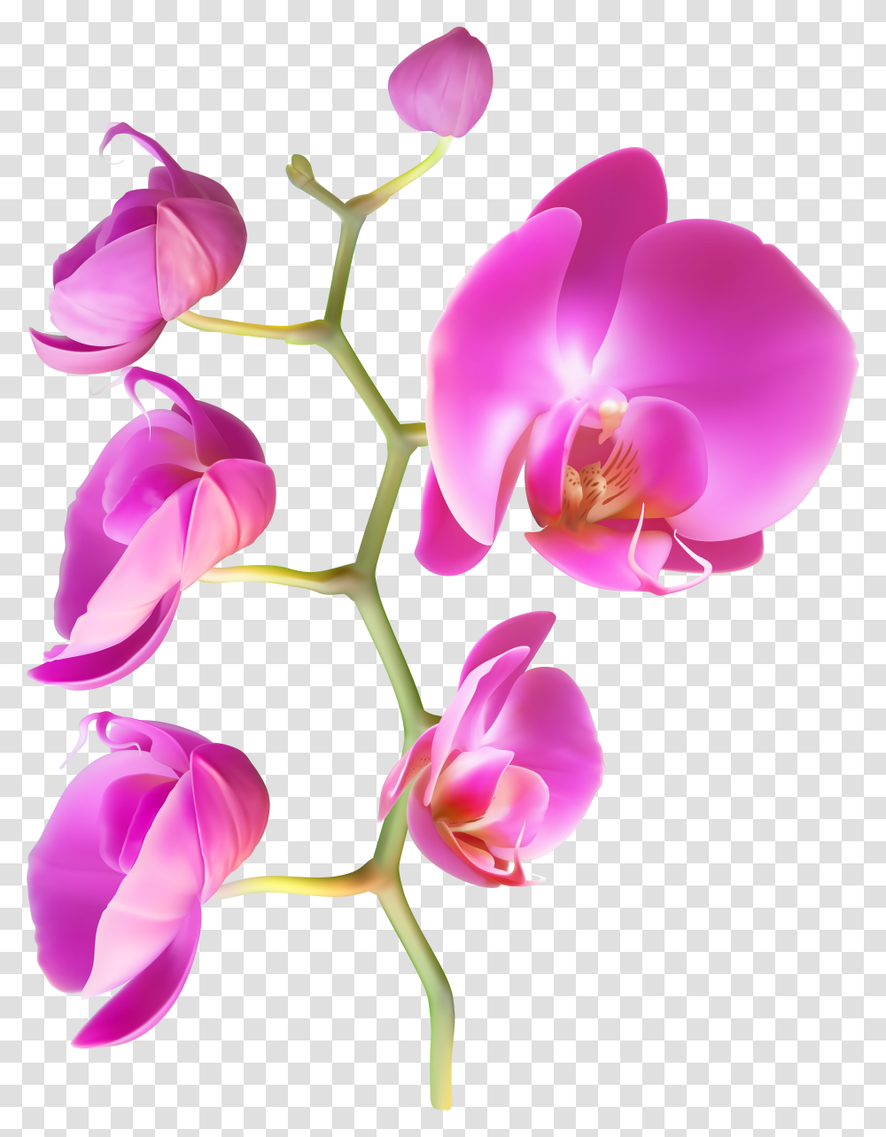 Orchid Flowers Transparent Png