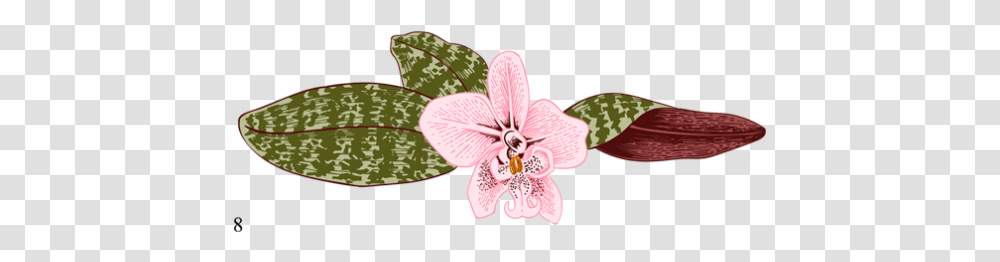 Orchid House Moth Orchid, Plant, Flower, Blossom Transparent Png