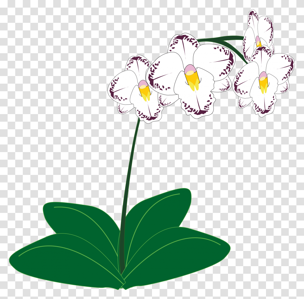 Orchid Icons, Plant, Flower, Blossom, Pollen Transparent Png