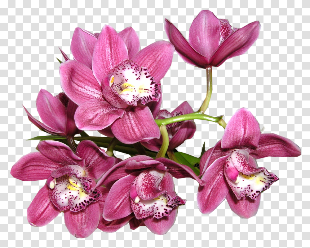 Orchid Image Anggrek, Plant, Flower, Blossom, Pollen Transparent Png