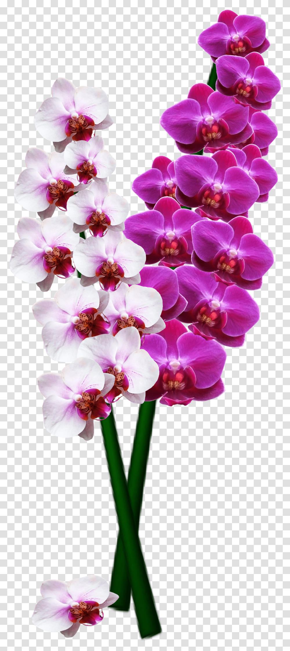 Orchid Image Orchid Flower Long Transparent Png