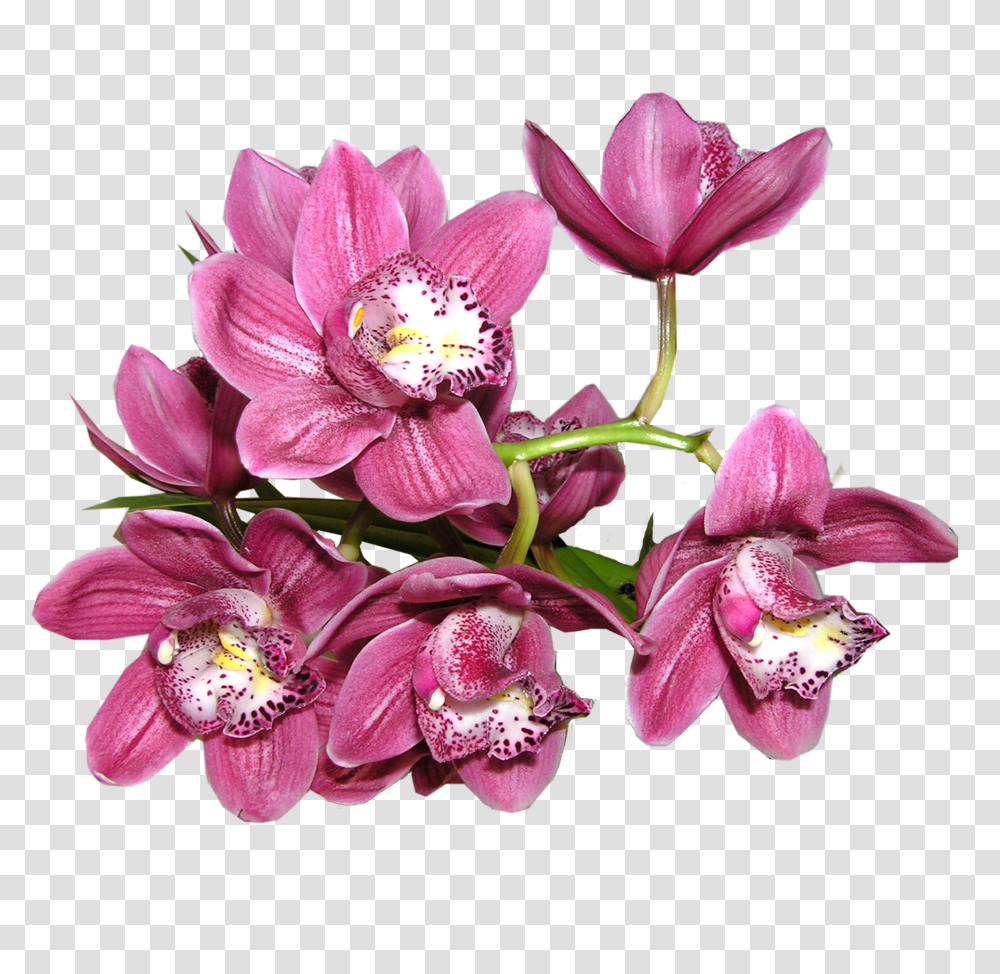 Orchid Image Orchid Flower, Plant, Blossom, Flower Bouquet, Flower Arrangement Transparent Png