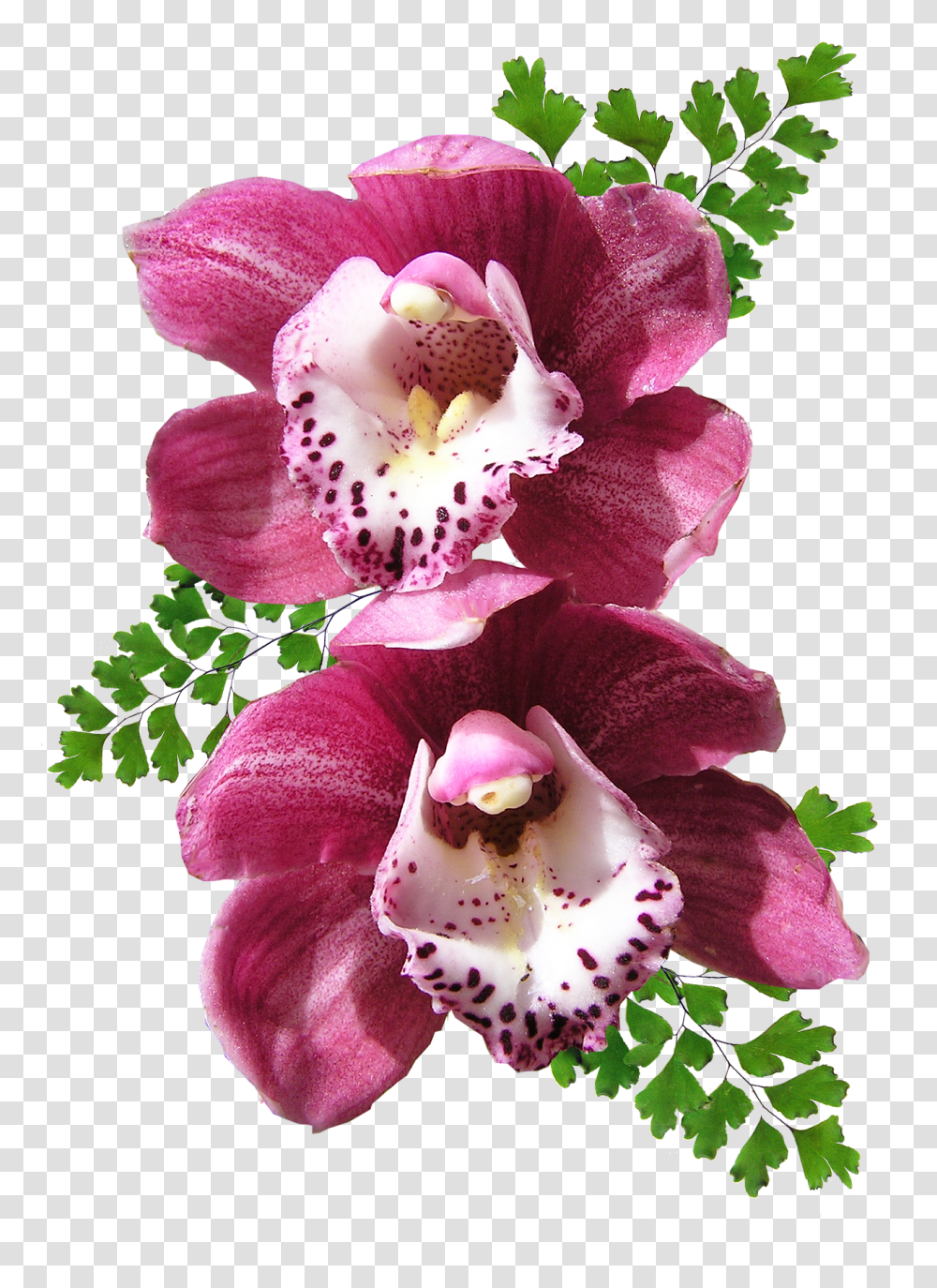 Orchid Image Orchid No Background, Plant, Flower, Blossom, Rose Transparent Png