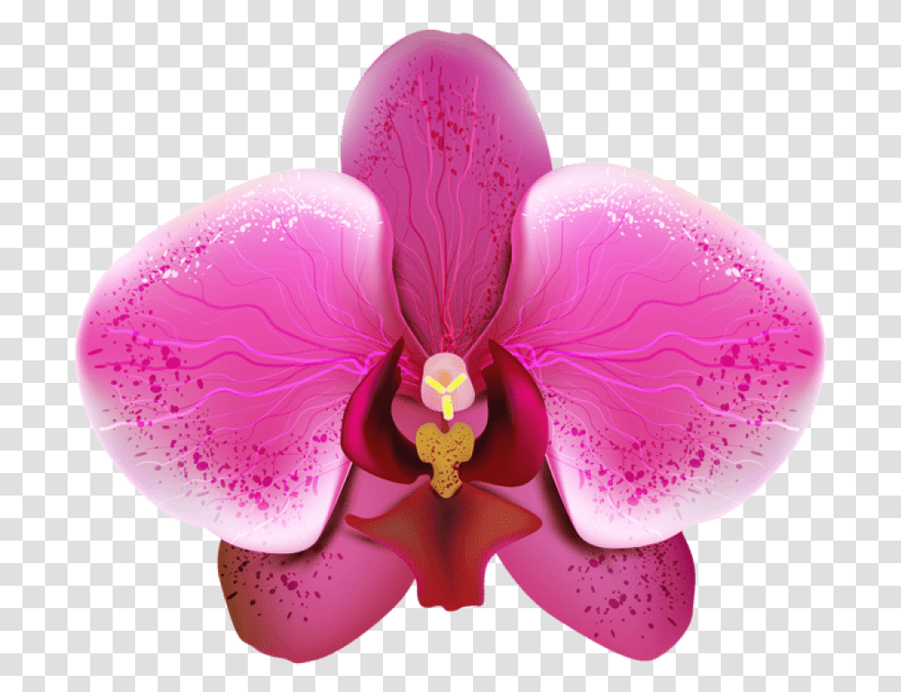Orchid Images Orquidea, Plant, Flower, Blossom, Fungus Transparent Png