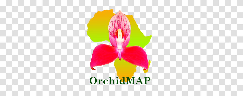 Orchid Map, Plant, Flower, Blossom, Petal Transparent Png