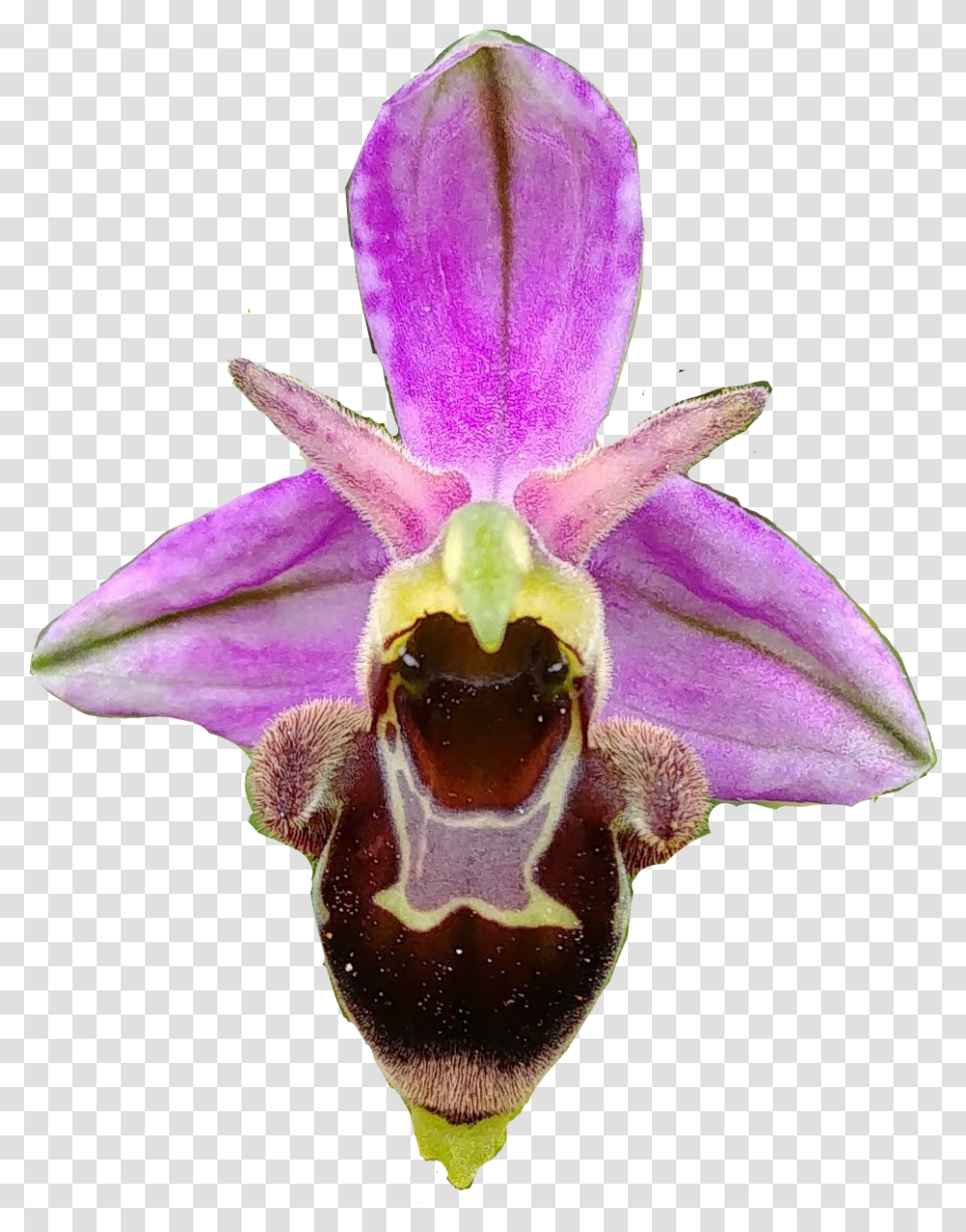 Orchid Orchids Orquidea Orquideas Fly Orchid, Plant, Flower, Blossom, Fungus Transparent Png