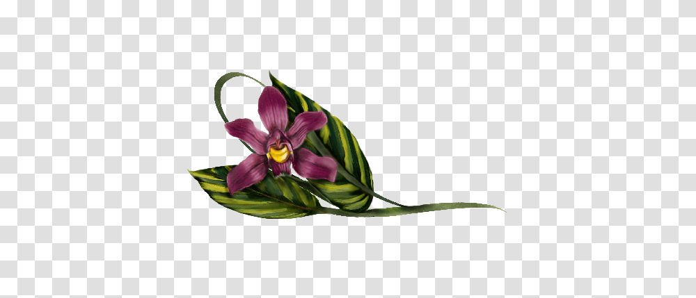 Orchid Paintings Illustrations And Designs For Wedding, Plant, Flower, Blossom, Flower Arrangement Transparent Png
