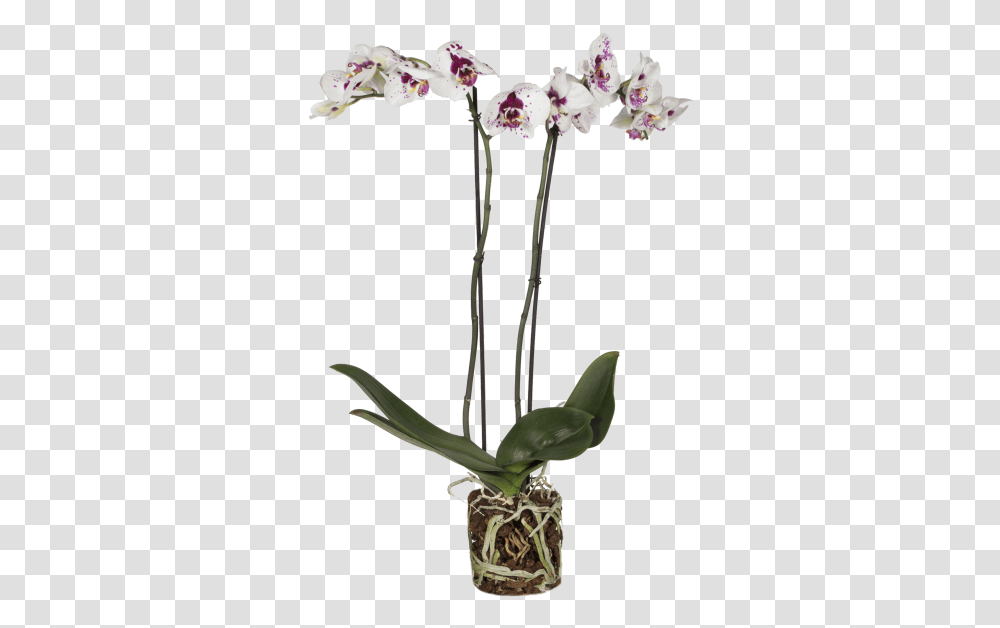 Orchid Picasso Cattleya Elongata, Plant, Flower, Blossom, Bud Transparent Png