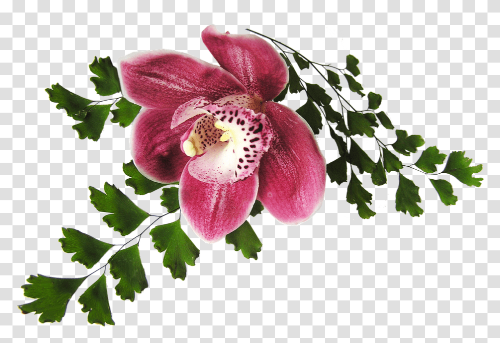 Orchid Pink With Fern Orchide, Plant, Flower, Blossom, Geranium Transparent Png