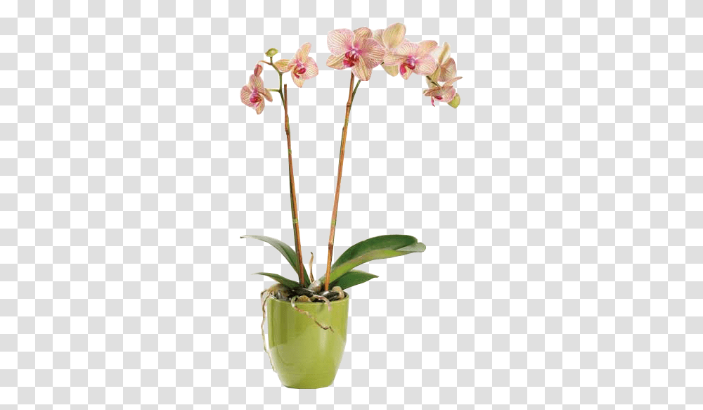 Orchid Plant, Flower, Blossom, Aloe, Amaryllis Transparent Png