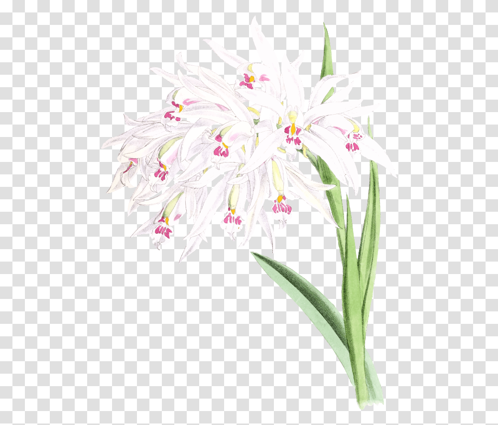 Orchid, Plant, Flower, Blossom, Amaryllidaceae Transparent Png