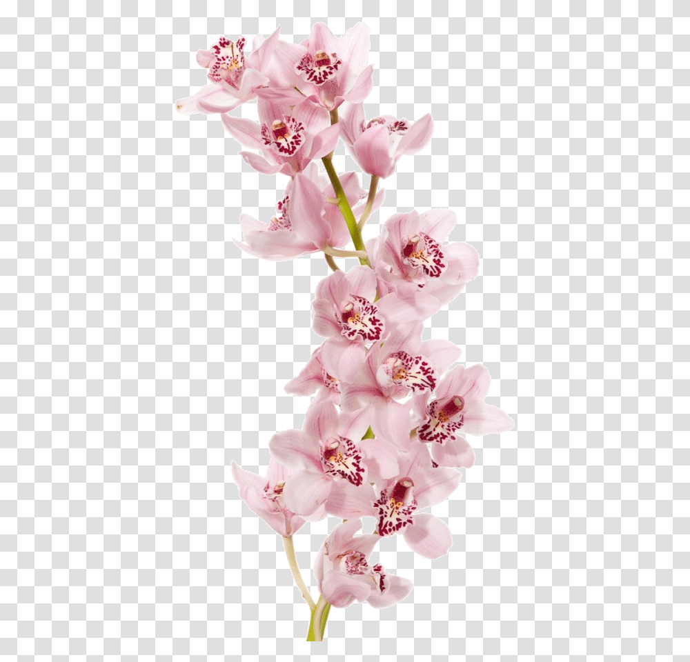 Orchid, Plant, Flower, Blossom, Cherry Blossom Transparent Png