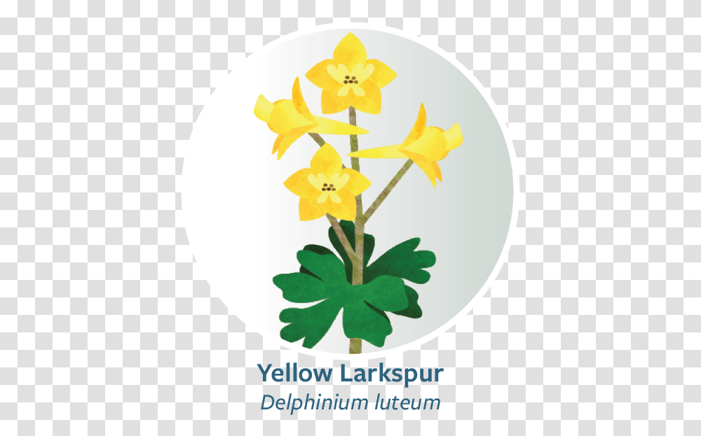 Orchid, Plant, Flower, Blossom, Daffodil Transparent Png
