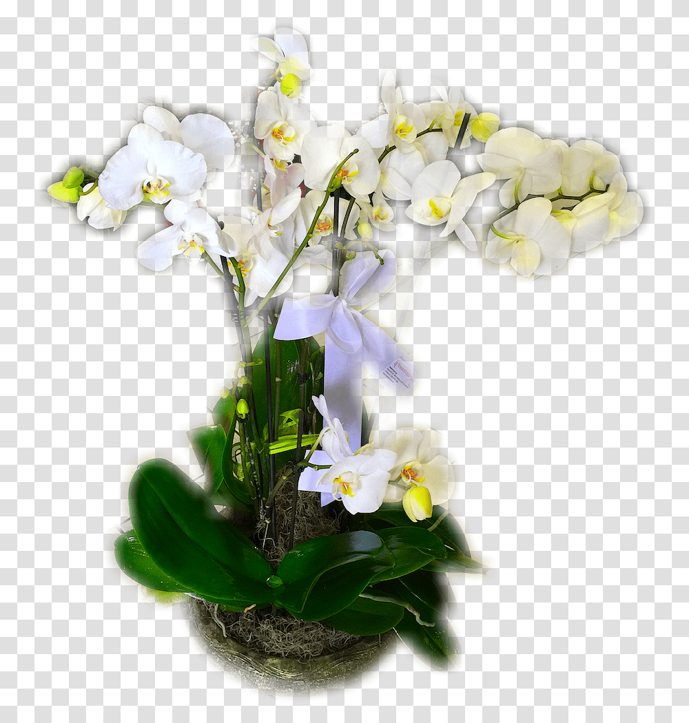 Orchid, Plant, Flower, Blossom, Flower Arrangement Transparent Png