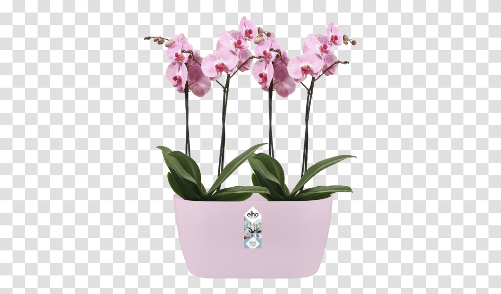 Orchid, Plant, Flower, Blossom, Flower Arrangement Transparent Png