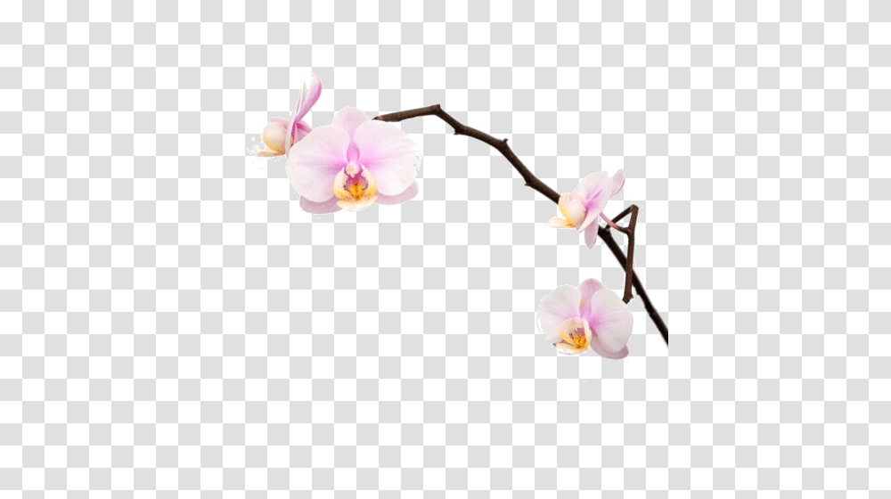 Orchid, Plant, Flower, Blossom, Pillow Transparent Png