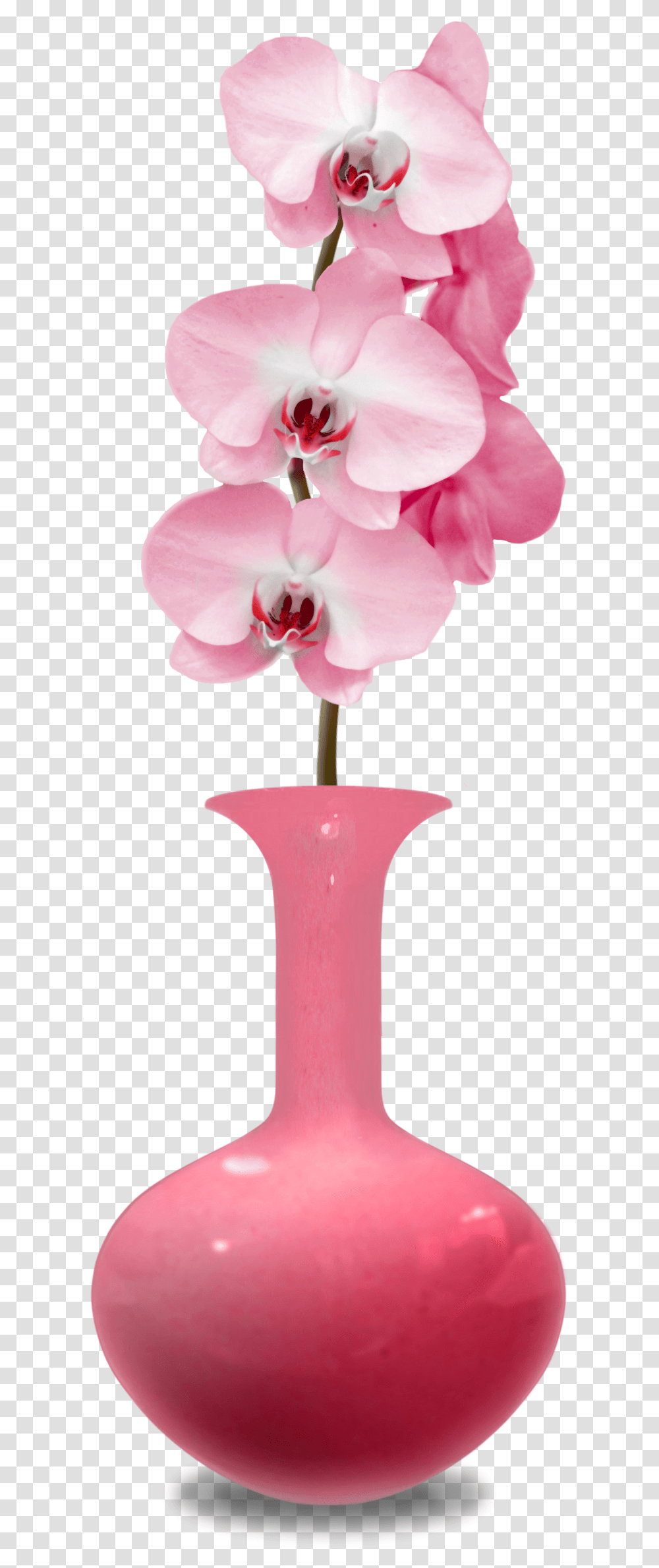 Orchid, Plant, Flower, Blossom, Pin Transparent Png