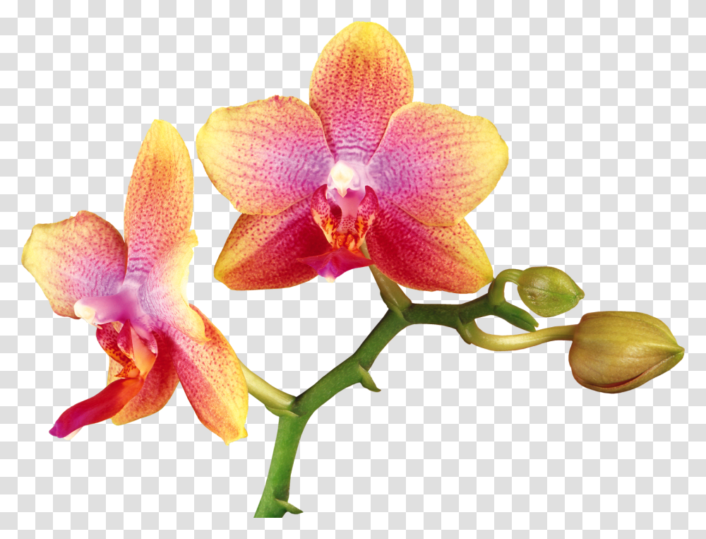 Orchid, Plant, Flower, Blossom Transparent Png