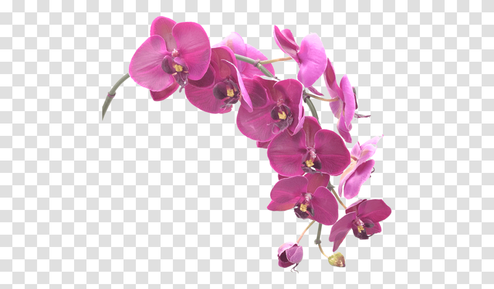 Orchid, Plant, Flower, Blossom Transparent Png