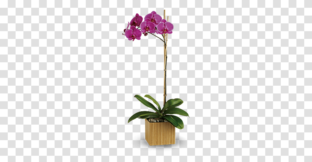 Orchid Plant Opulent Orchids, Flower, Blossom, Geranium, Petal Transparent Png