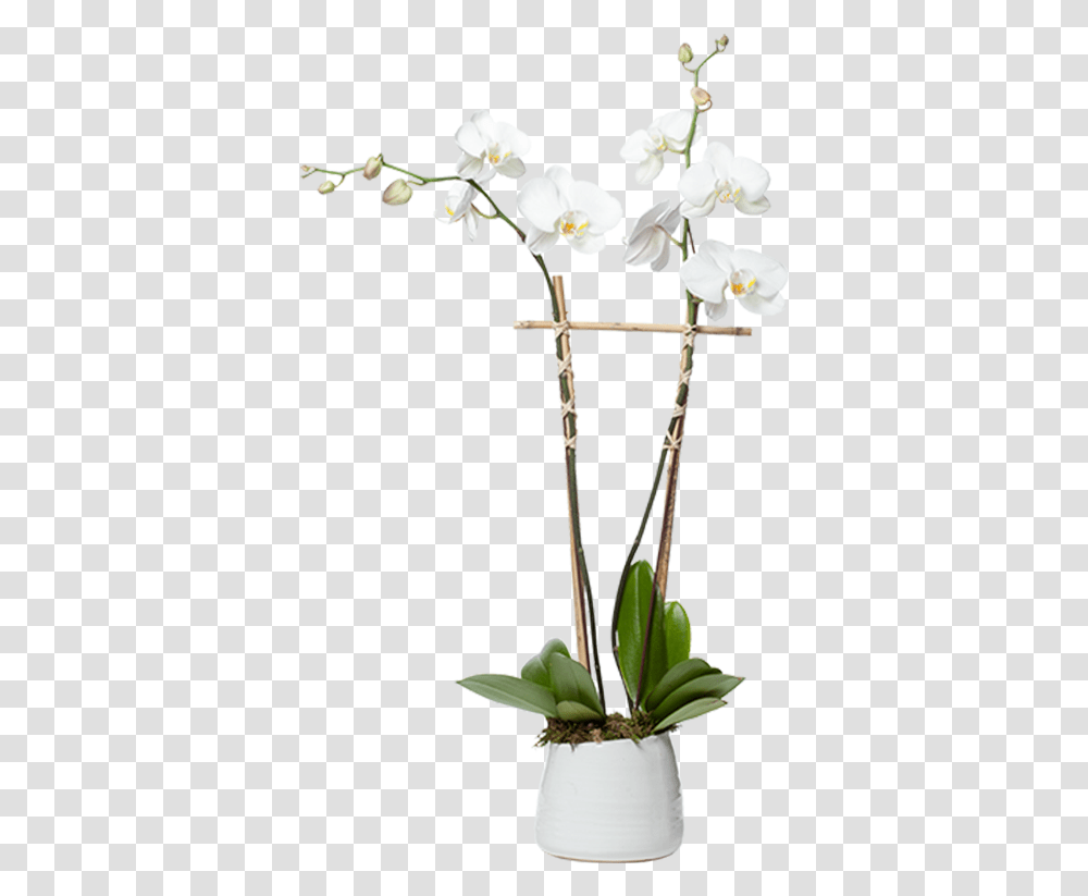 Orchid Planter, Flower, Blossom, Flower Arrangement Transparent Png