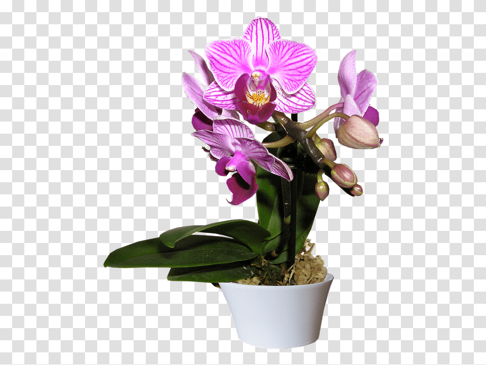 Orchid Pot Cut Out Orchid In Pot, Plant, Flower, Blossom, Geranium Transparent Png
